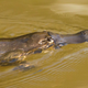 Starting with filter-feeding insects, pharmaceutical compounds in stream water accumulate in aquatic organisms’ tissues. This means that animals that eat aquatic insects, like platypus, get a dose of pharmaceuticals with their meals.